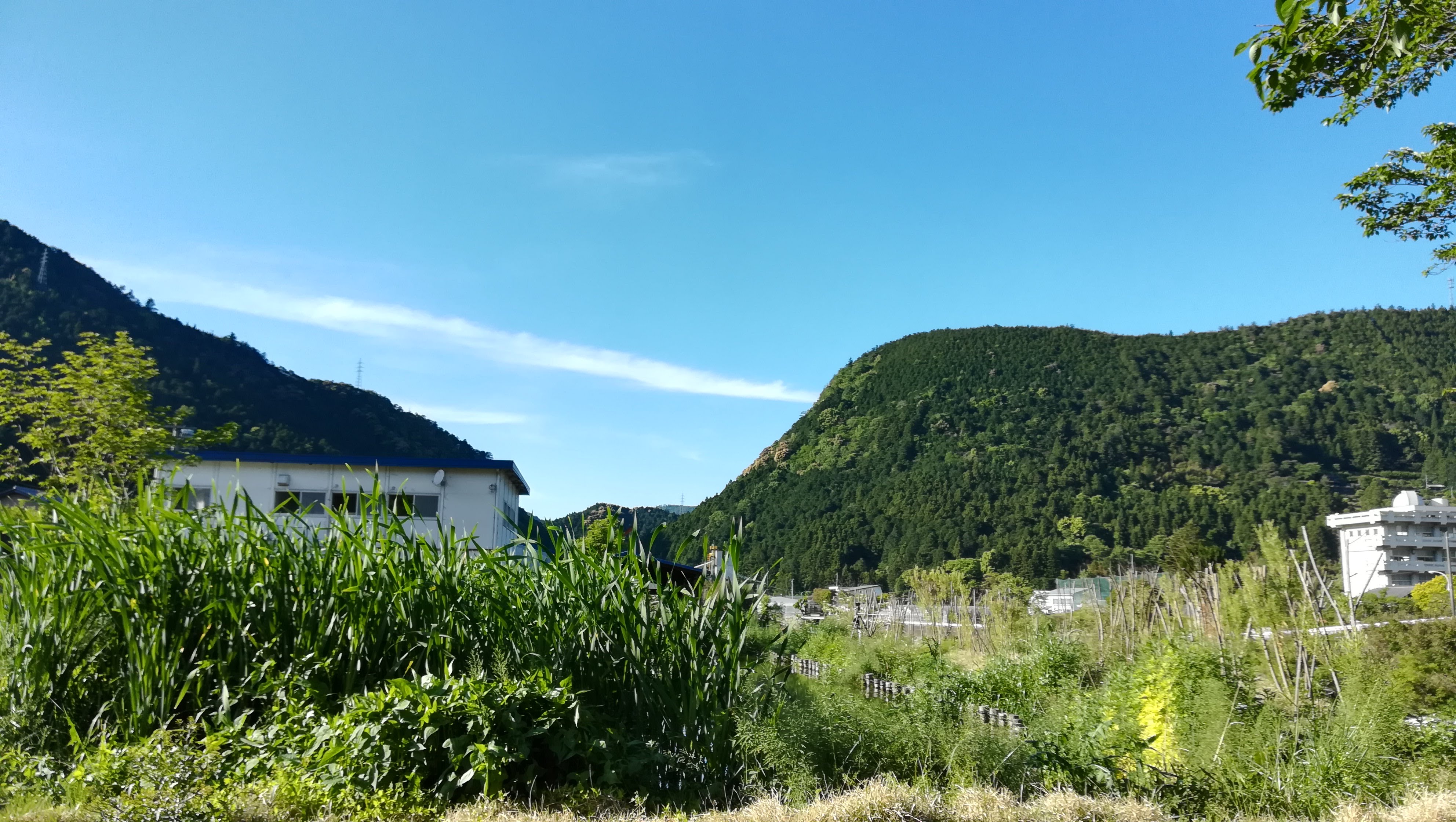 池の周りを手入れしよう＜夏の選択除草＞ | イン神山｜神山町のいまを伝える