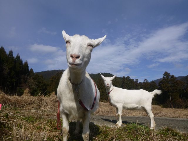 ヤギと暮らしてみませんか イン神山 神山町のいまを伝える